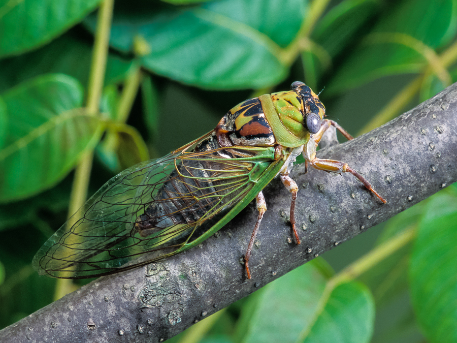 Cicada Hentaifoundry